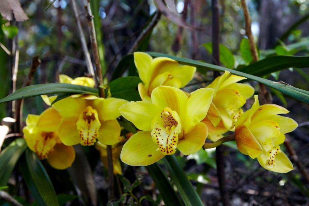 Orchid Grove Country Lodge Kerikeri Exterior foto